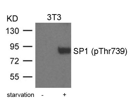SP1 (Phospho-Thr739) Rabbit Polyclonal Antibody, 100 ug