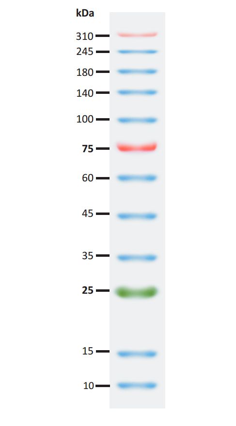 SuperRange Prestained Protein Ladder (10-310 kDa), 250ul, MEIP80401