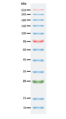 SuperRange Prestained Protein Ladder (10-310 kDa), 250ul, MEIP80401