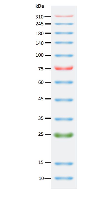 SuperRange Prestained Protein Ladder (10-310 kDa), 250ul, MEIP80401