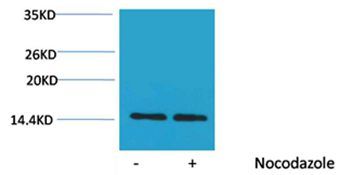 Histone H2A(Phospho-Ser129) Rabbit Polyclonal Rabbit Polyclonal Antibody, 100 ug