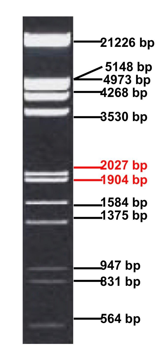 Lamda DNA EcoRI/HindIII Marker 5x250ul
