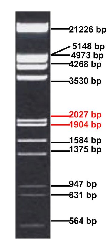 Lamda DNA EcoRI/HindIII Marker 5x250ul