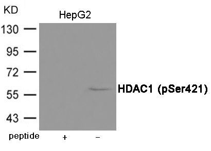 HDAC1 (Phospho-Ser421) Rabbit Polyclonal Antibody, 100 ug