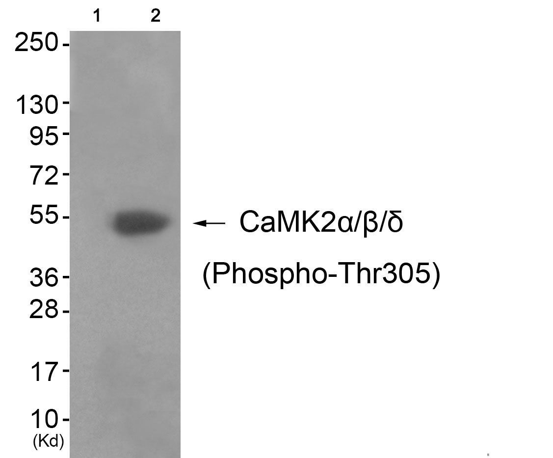CaMK2α/β/δ (Phospho-Thr305) Rabbit Polyclonal Antibody, 100 ug