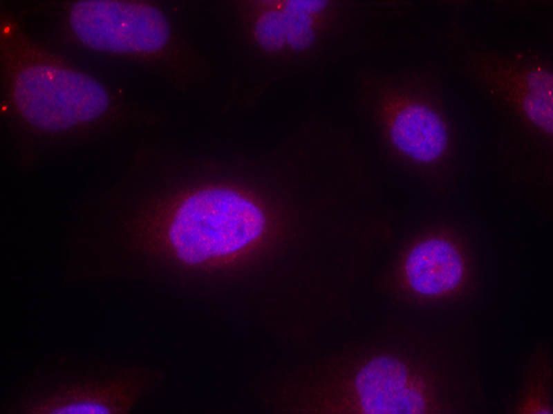 Cyclin B1 (phospho-Ser147) Rabbit Polyclonal Antibody, 100 ug