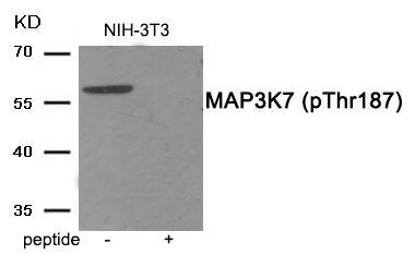 MAP3K7 (Phospho-Thr187) Rabbit Polyclonal Antibody, 100 ug