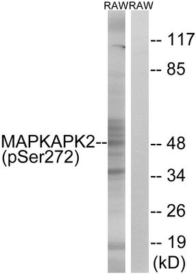 MAPKAPK2 (Phospho-Ser272) Rabbit Polyclonal Antibody, 100 ug