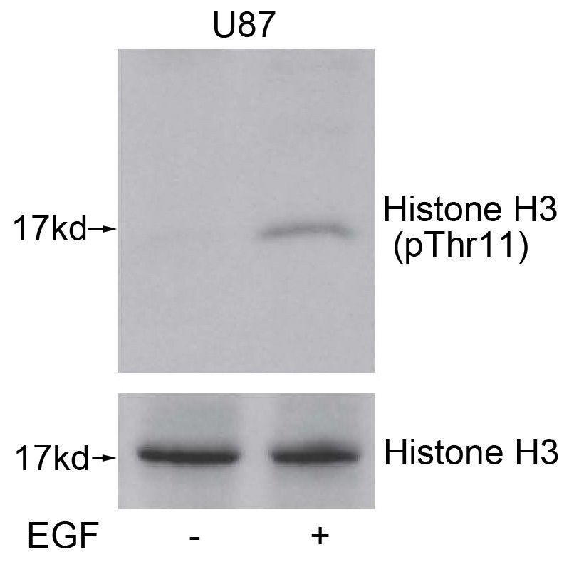 Histone H3 (Phospho-Thr11) Rabbit Polyclonal Antibody, 100 ug