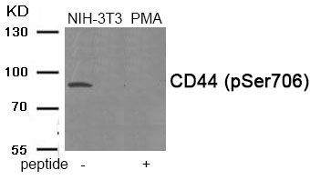 CD44 (Phospho-Ser706) Rabbit Polyclonal Antibody, 100 ug