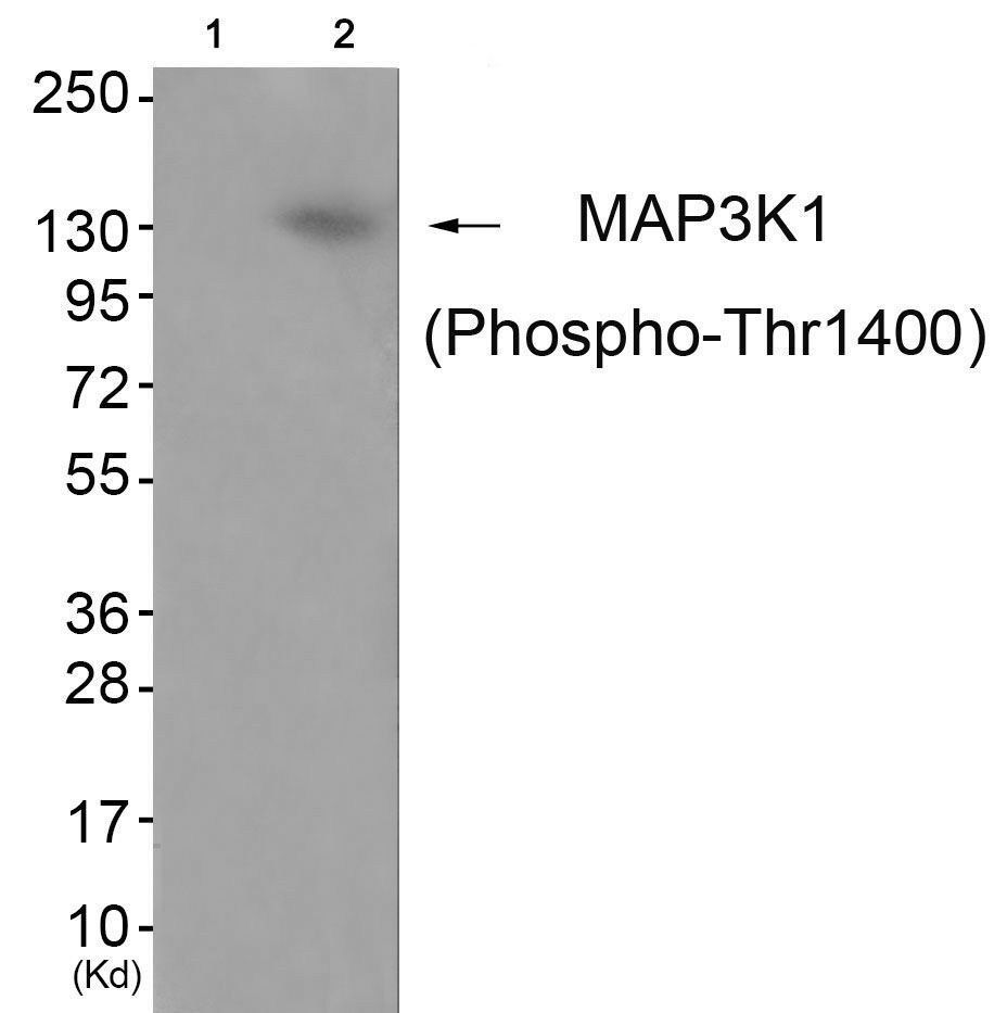 MAP3K1 (Phospho-Thr1400) Rabbit Polyclonal Antibody, 100 ug