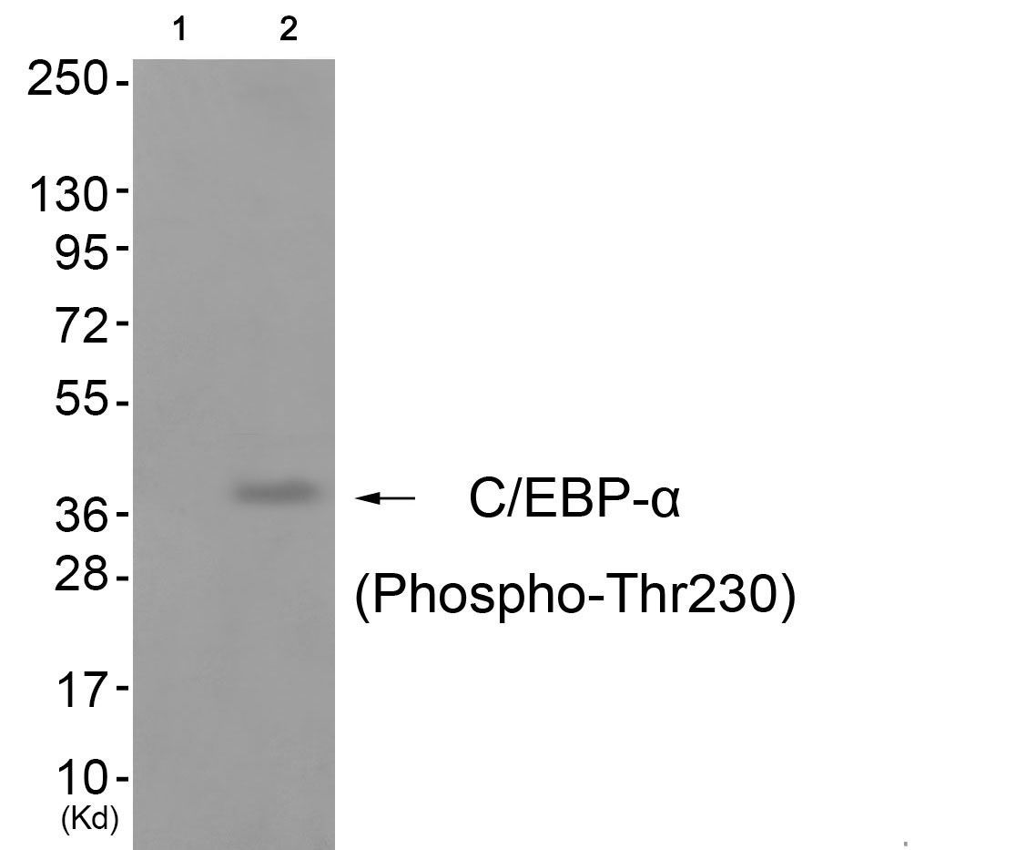C/EBP-α (Phospho-Thr230) Rabbit Polyclonal Antibody, 100 ug