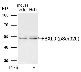FBXL3 (Phospho-Ser320) Rabbit Polyclonal Antibody, 100 ug