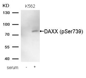 DAXX (Phospho-Ser739) Rabbit Polyclonal Antibody, 100 ug