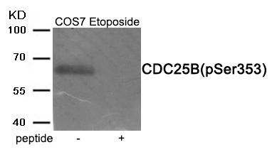 CDC25B (Phospho-Ser353) Rabbit Polyclonal Antibody, 100 ug