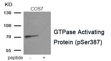 GTPase Activating Protein (Phospho-Ser387) Rabbit Polyclonal Antibody, 100 ug GTPase Activating Protein (Phospho-Ser387) Rabbit Polyclonal Antibody, 100 ug