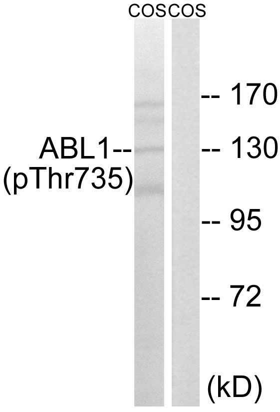 ABL1 (Phospho-Thr735) Rabbit Polyclonal Antibody, 100 ug