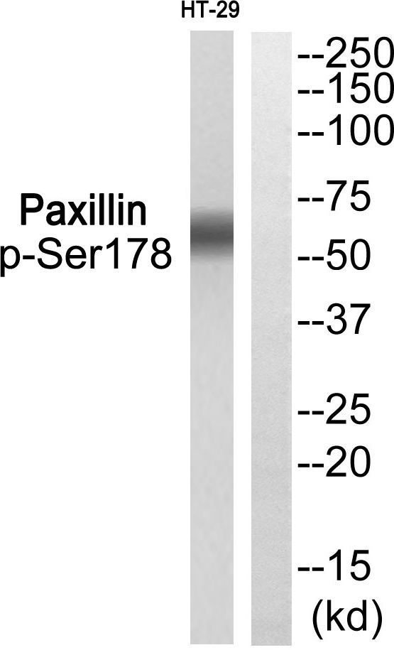 Paxillin (Phospho-Ser178) Rabbit Polyclonal Antibody, 100 ug
