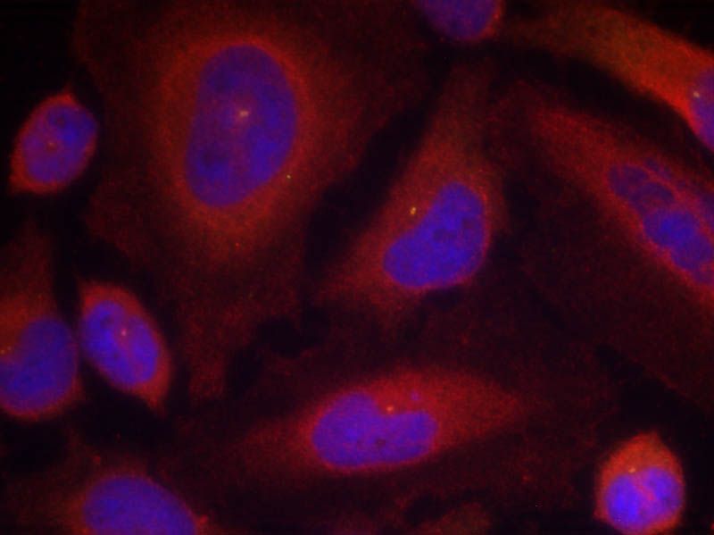 Synaptotagmin 1 (Phospho-Ser309) Rabbit Polyclonal Antibody, 100 ug