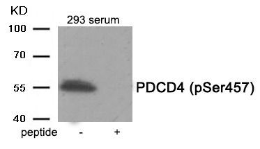 PDCD4 (Phospho-Ser457) Rabbit Polyclonal Antibody, 100 ug