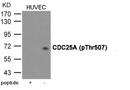 CDC25A (Phospho-Thr507) Rabbit Polyclonal Antibody, 100 ug