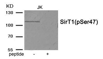 SirT1 (Phospho-Ser47) Rabbit Polyclonal Antibody, 100 ug