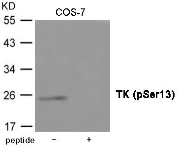 TK (Phospho-Ser13) Rabbit Polyclonal Antibody, 100 ug