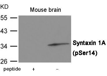 Syntaxin 1A (Phospho-Ser14) Rabbit Polyclonal Antibody, 100 ug