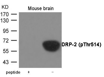 DRP-2 (Phospho-Thr514) Rabbit Polyclonal Antibody, 100 ug