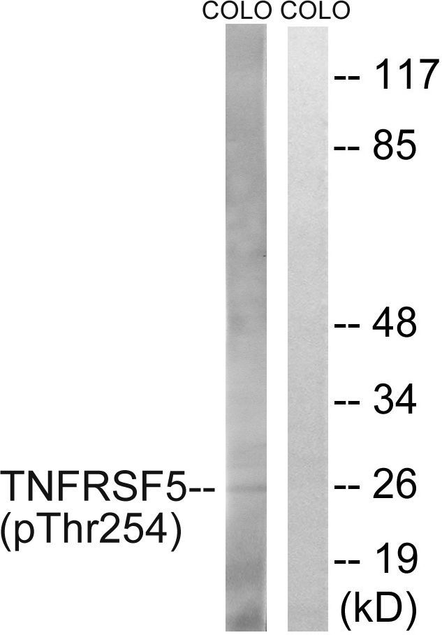 TNFRSF5 (Phospho-Thr254) Rabbit Polyclonal Antibody, 100 ug