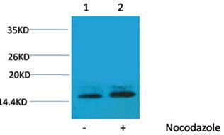 Histone H1(Phospho-Thr3) Rabbit Polyclonal Rabbit Polyclonal Antibody, 100 ug