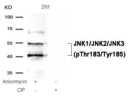 JNK1/JNK2/JNK3 (phospho-Thr183/Tyr185) Rabbit Polyclonal Antibody, 100 ug