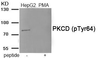 PKCD (Phospho-Tyr64) Rabbit Polyclonal Antibody, 100 ug