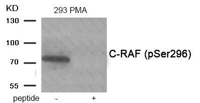 C-RAF (Phospho-Ser296) Rabbit Polyclonal Antibody, 100 ug