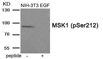 MSK1 (Phospho-Ser212) Rabbit Polyclonal Antibody, 100 ug