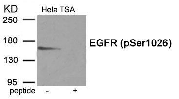 EGFR (Phospho-Ser1026) Rabbit Polyclonal Antibody, 100 ug
