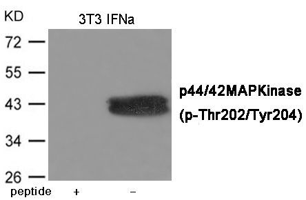 p44/42 MAP Kinase (Phospho-Thr202/Tyr204) Rabbit Polyclonal Antibody, 100 ug