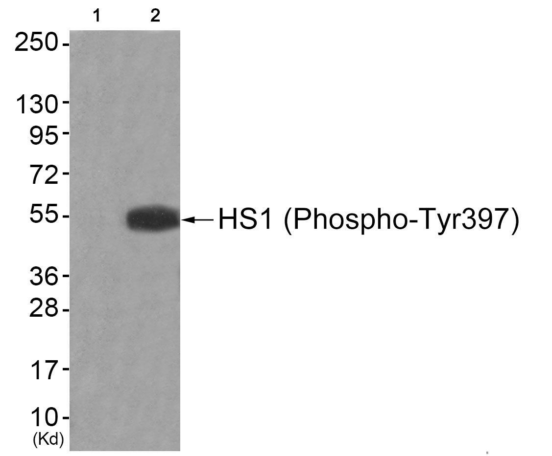 HS1 (Phospho-Tyr397) Rabbit Polyclonal Antibody, 100 ug