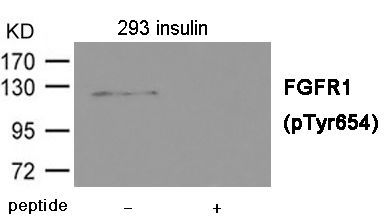 FGFR1 (Phospho-Tyr654) Rabbit Polyclonal Antibody, 100 ug