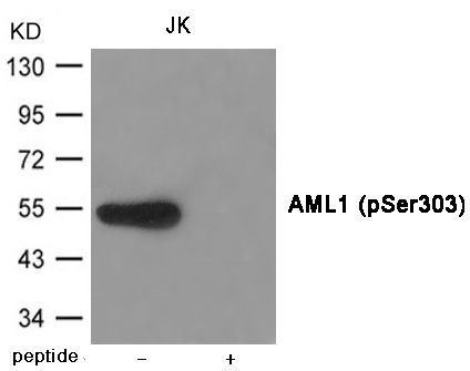 AML1 (Phospho-Ser303) Rabbit Polyclonal Antibody, 100 ug