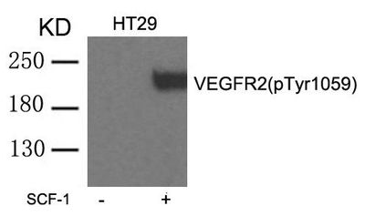 VEGFR2 (phospho-Tyr1059) Rabbit Polyclonal Antibody, 100 ug