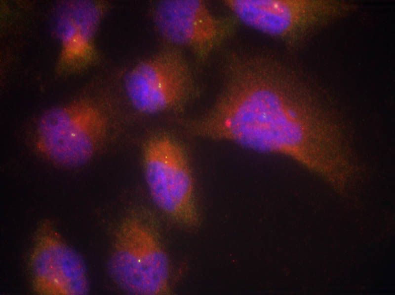 TrkB (Phospho-Tyr515) Rabbit Polyclonal Antibody, 100 ug
