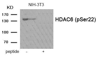 HDAC6 (Phospho-Ser22) Rabbit Polyclonal Antibody, 100 ug