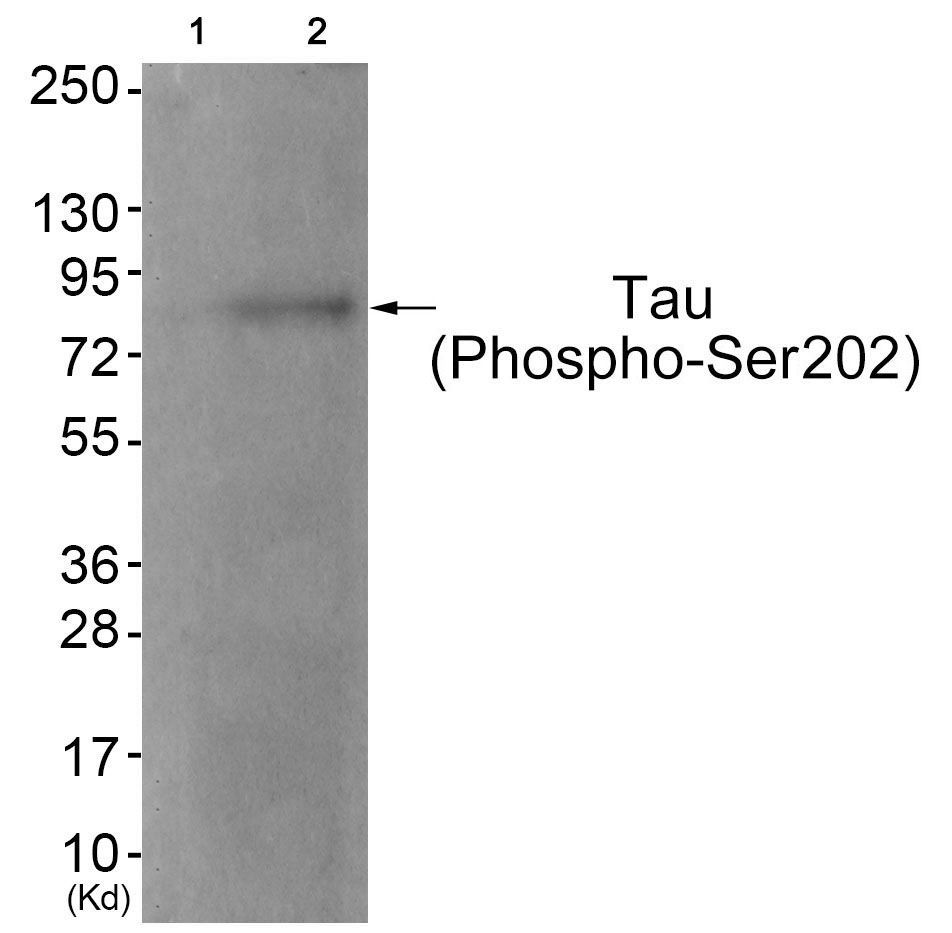 Tau (Phospho-Ser202) Rabbit Polyclonal Antibody, 100 ug