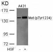 Met (Phospho-Tyr1234) Rabbit Polyclonal Antibody, 100 ug