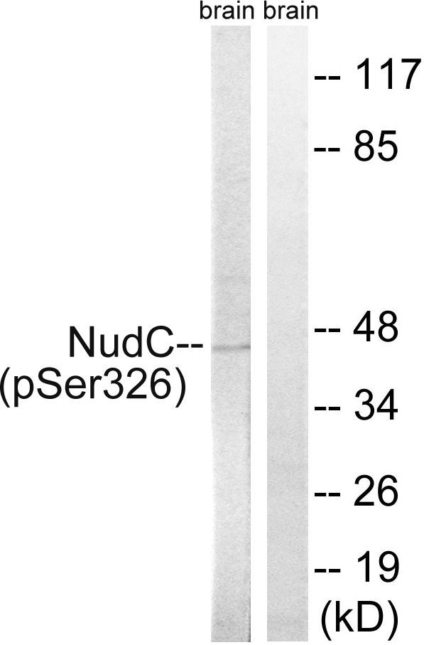 NudC (Phospho-Ser326) Rabbit Polyclonal Antibody, 100 ug