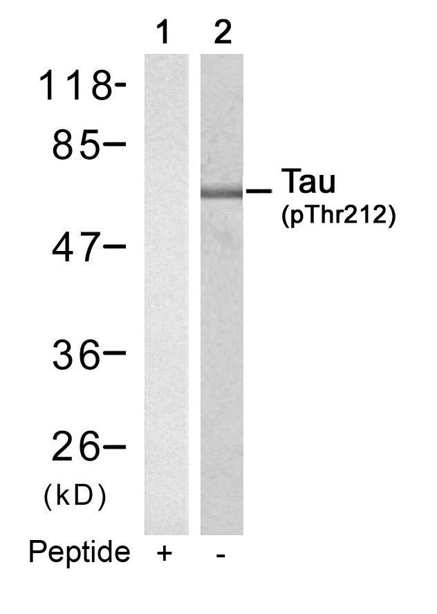 Tau (Phospho-Thr212) Rabbit Polyclonal Antibody, 100 ug