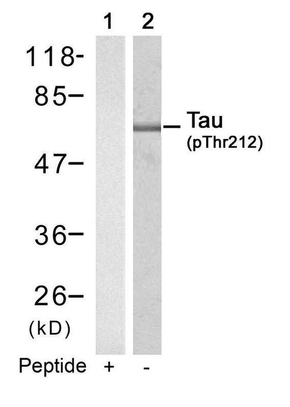 Tau (Phospho-Thr212) Rabbit Polyclonal Antibody, 100 ug
