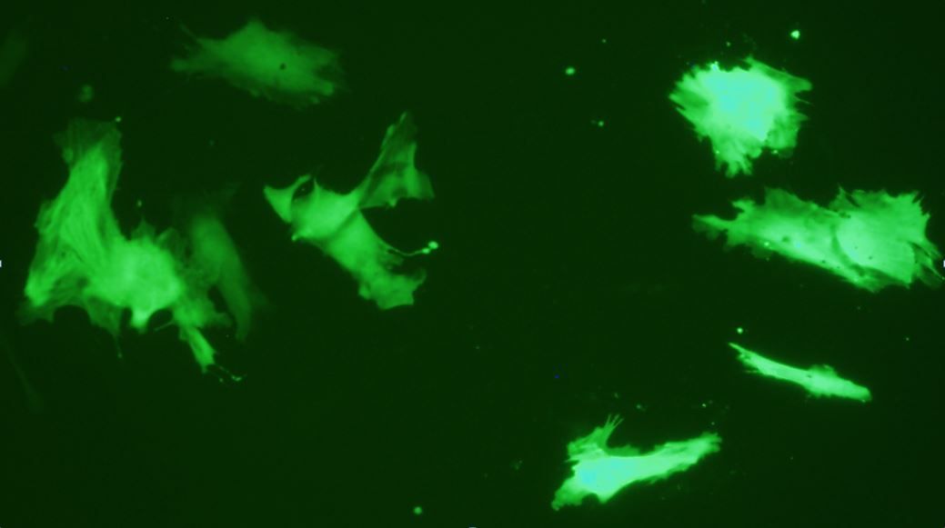 MEF Avalanche® Transfection Reagent (Mouse Embryonic Fibroblast), 1.5ml