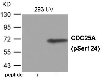 CDC25A (Phospho-Ser124) Rabbit Polyclonal Antibody, 100 ug
